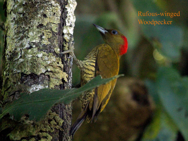 rufous-winged woodpecker_3246