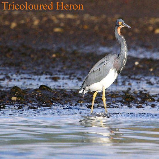 tricoloured heron