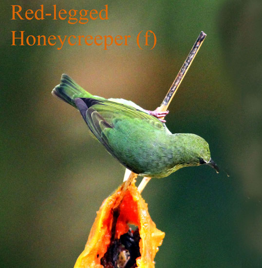 red-legged honeycreeper (F)-1
