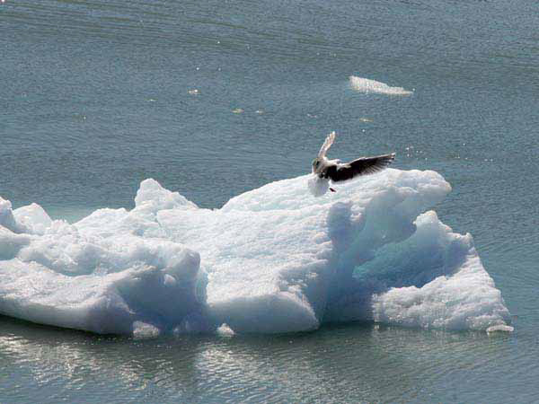 %_tempFileName103_glacierbay%