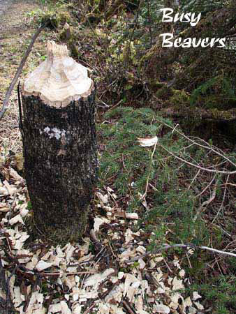 %_tempFileNamep026_juneau%