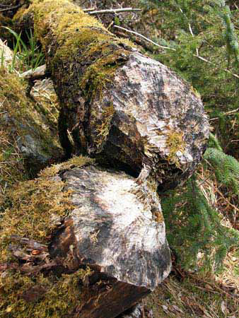 %_tempFileNamep114_juneau%