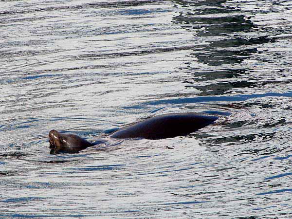 %_tempFileName034_seal_%