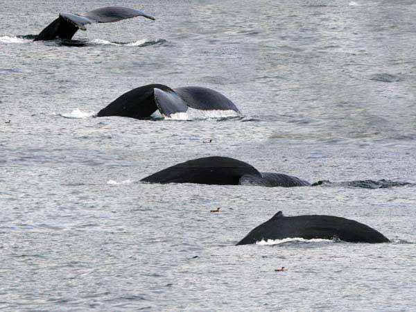 %_tempFileName072_whale_%