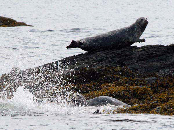 %_tempFileName094_seal_%
