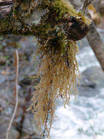 %_tempFileNamep037_alaska_%