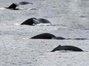 %_tempFileName072_whale_%