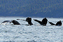 %_tempFileName098_whale_%