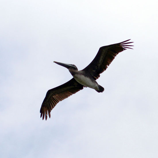 brown pelican_4702
