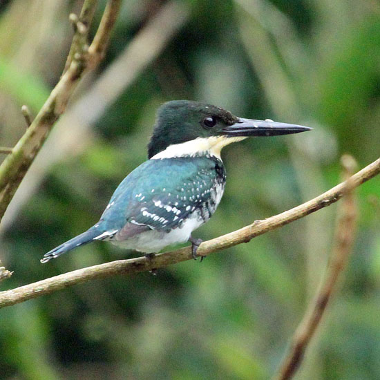 green kingfisher