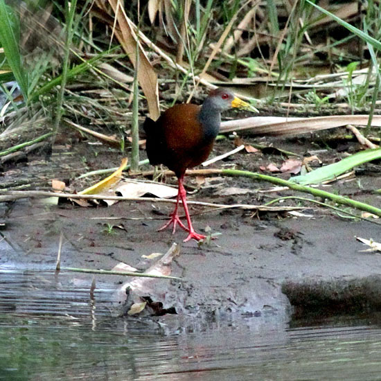 grey-headed wood-rail