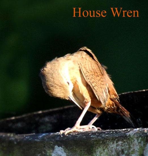 house wren