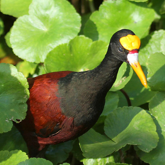 northern jacana 3