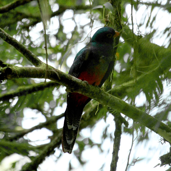 orange-bellied trogon_4025