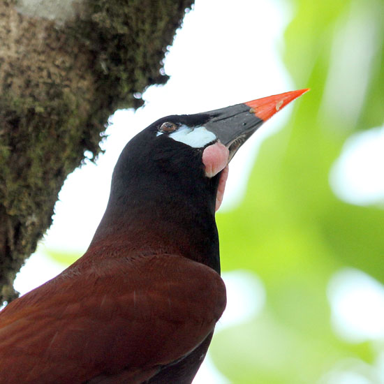 oropendola_4737a