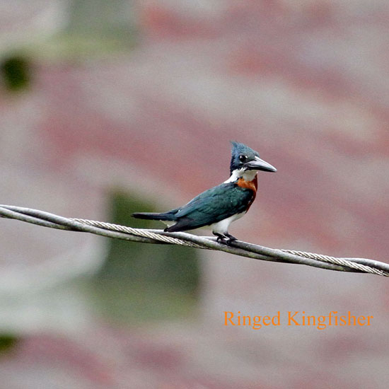 ringed kingfisher_4233