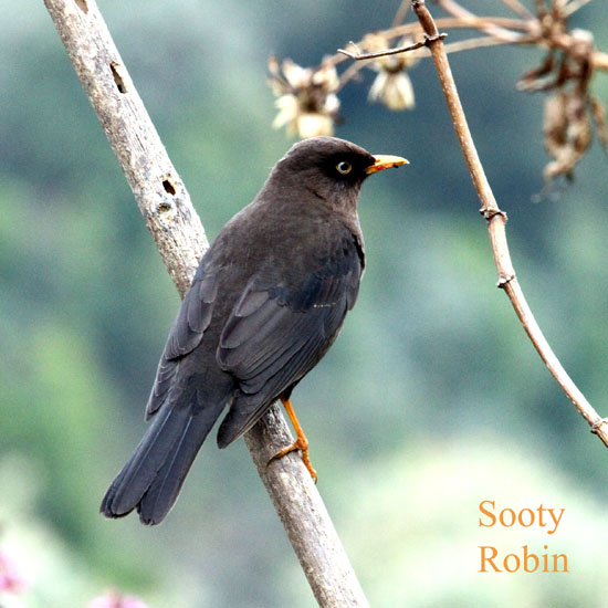 sooty robin_1593