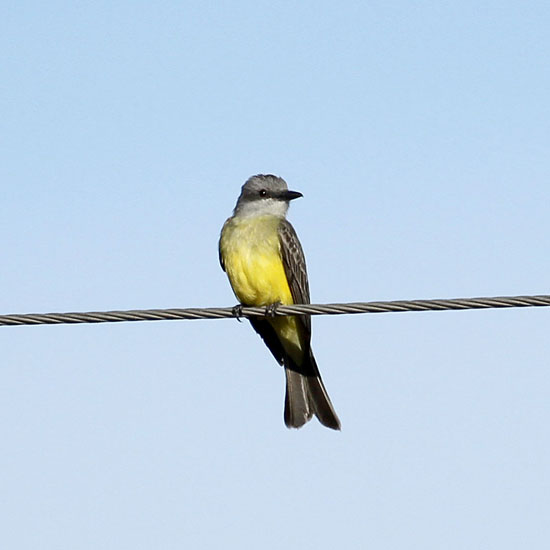 western kingbird_1286