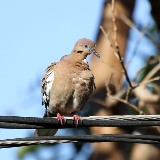 white winged dove_1291
