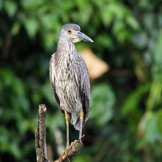 yellow crowned (j)_4452