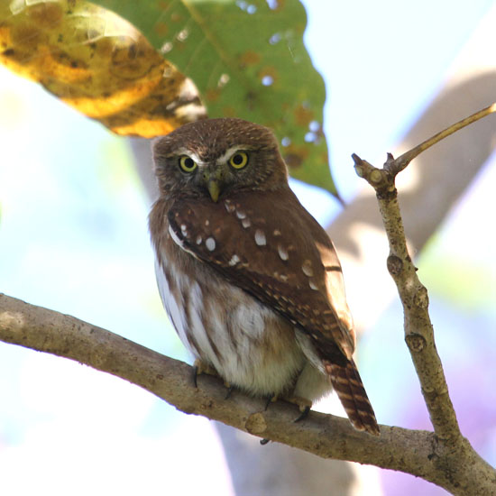 Ferruginous Pygmy-Owl_0882