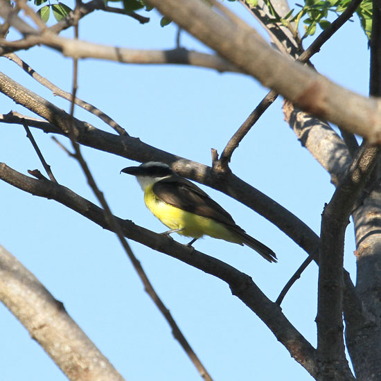 boat-billed flycatcher_1256