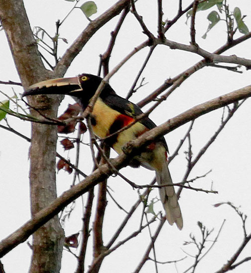 collared aracari
