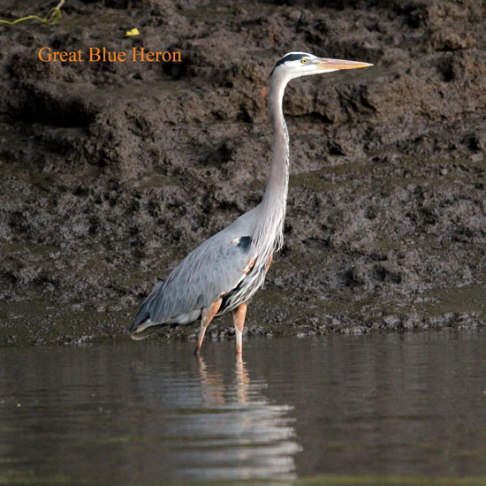 great blue heron_2263