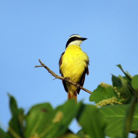 great kiskadee_2817
