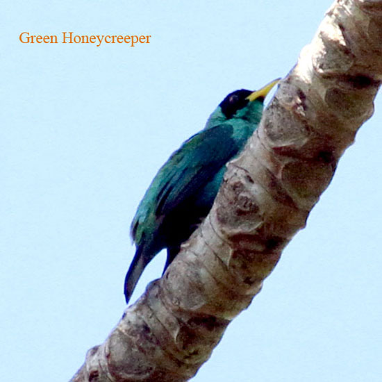 green honeycreeper_3081