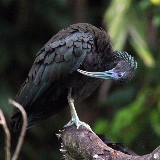 green ibis_4448