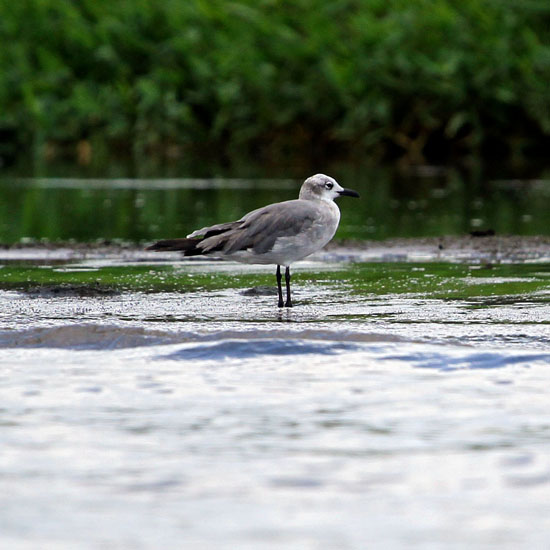laughing gull_4620
