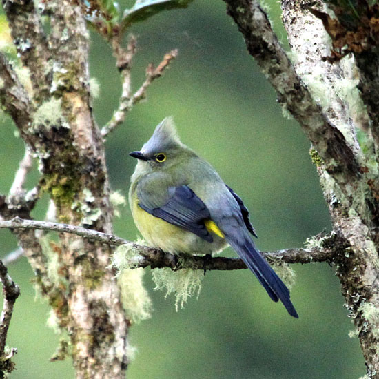 long-tailed siky_1722