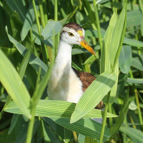 northern jacana 4