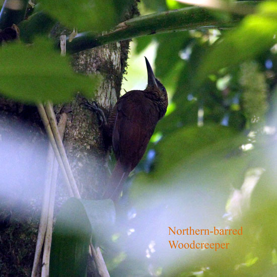 northern-barred woodcreeper_3285