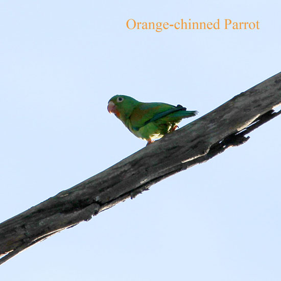 orange chinned parrot_1237