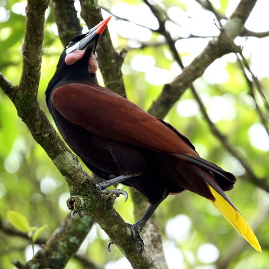 oropendola_4740