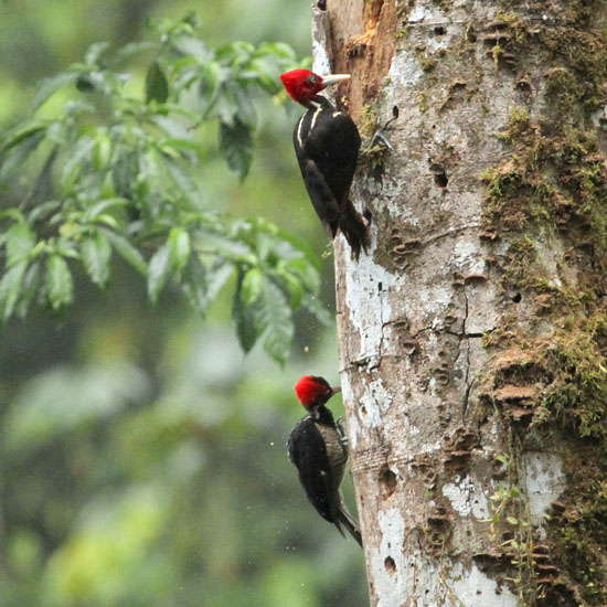 pale billed woodpecker_4091