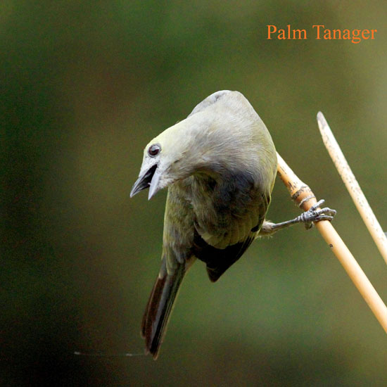 palm tanager_3434