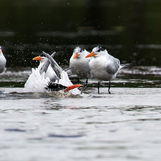 royal tern_4623