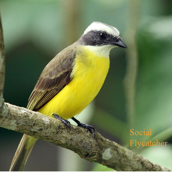 social flycatcher_4729