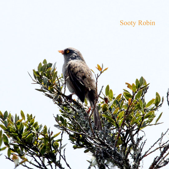 sooty robin (f)_1503
