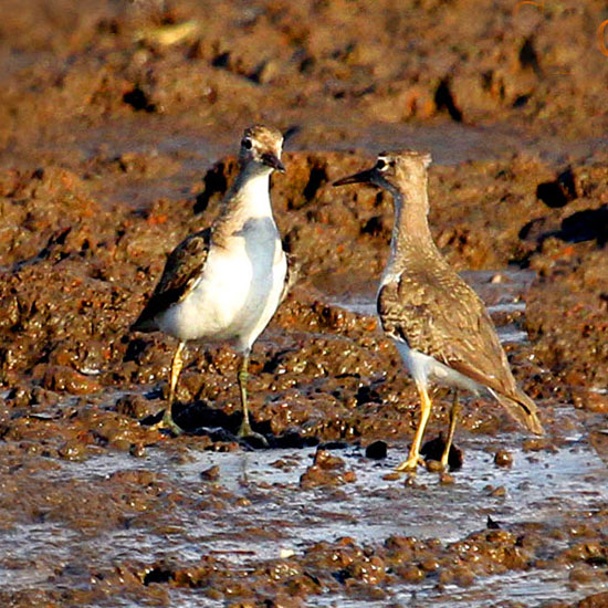 spotted sandpiper