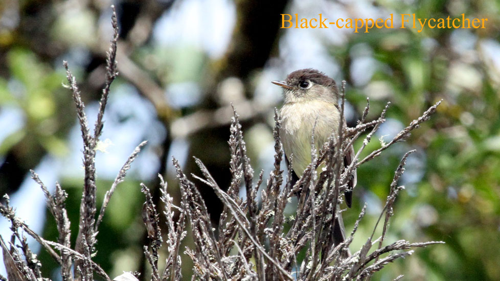 Black-capped Flycatcher_1490