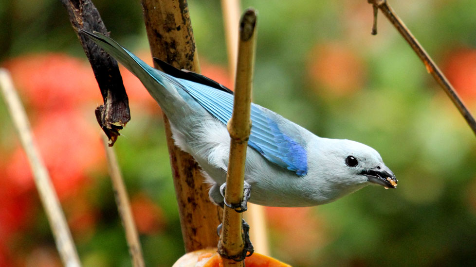 Blue-gray Tanager_3422