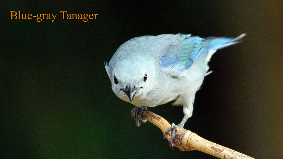 Blue-gray tanager_3410