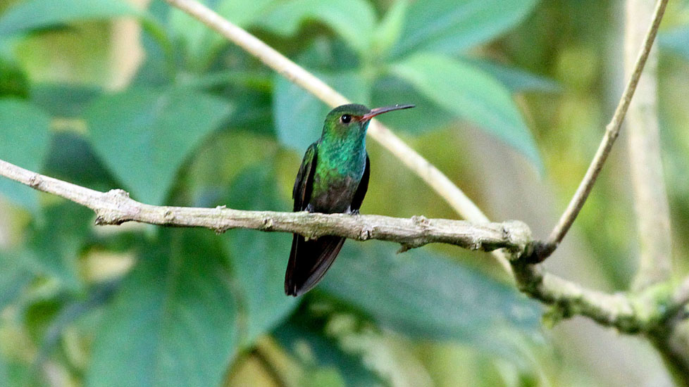Bronze-tailed Plumeleteer_0987
