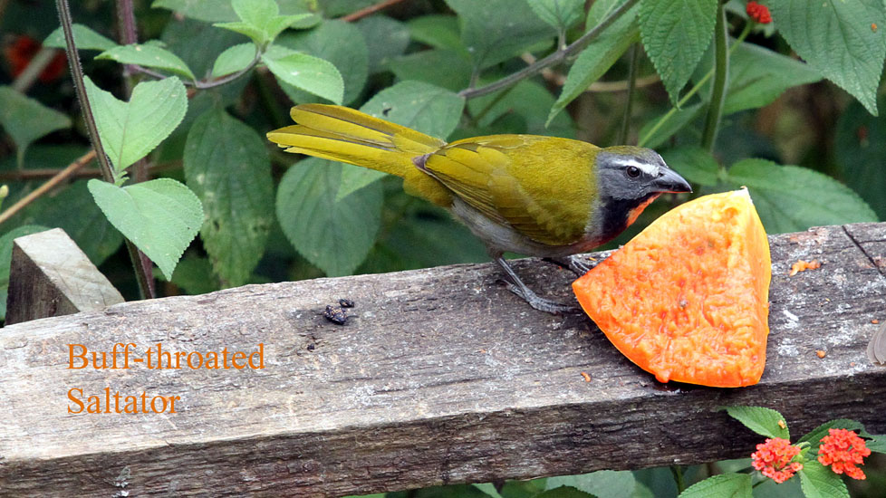 Buff-throated Saltator_1030