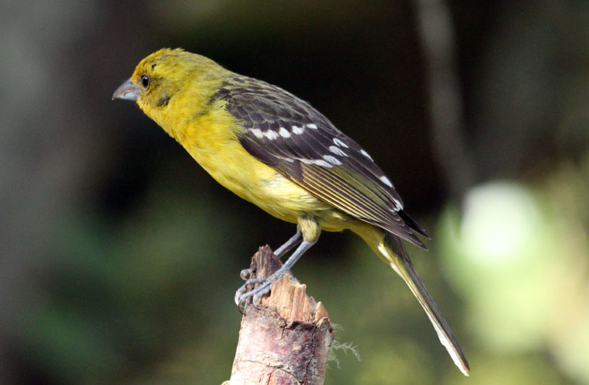 Flame-colored Tanagers(f)_1700