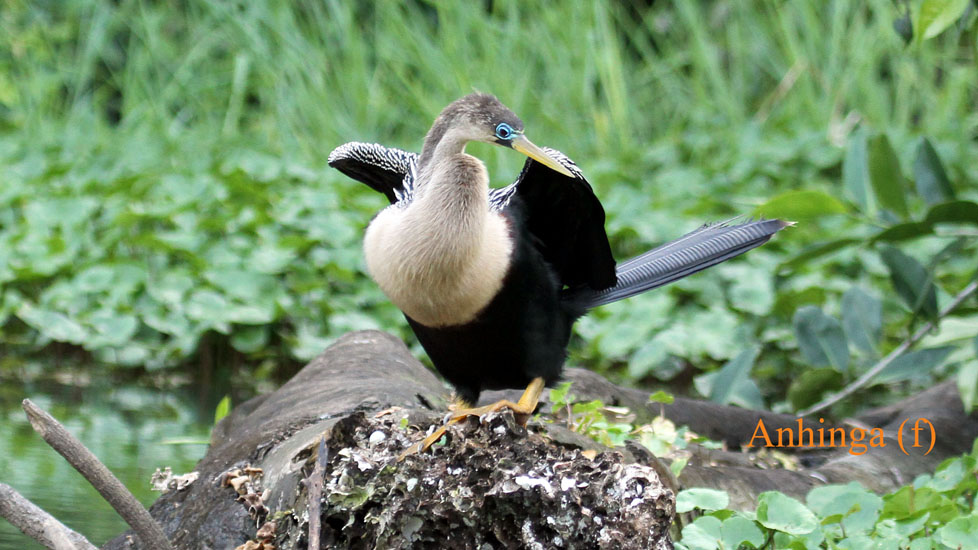 anhinga_4830